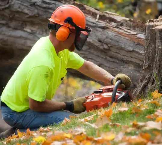 tree services Shafer